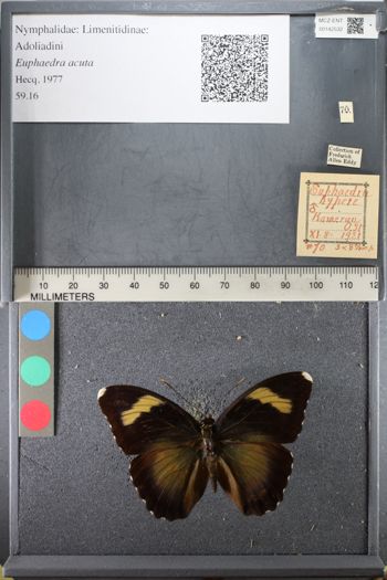Media type: image;   Entomology 142532
